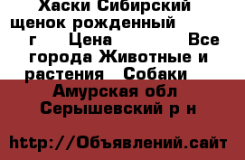 Хаски Сибирский (щенок рожденный 20.03.2017г.) › Цена ­ 25 000 - Все города Животные и растения » Собаки   . Амурская обл.,Серышевский р-н